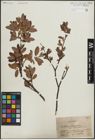 Foto von Salix lapponum L. x Salix myrtilloides L.